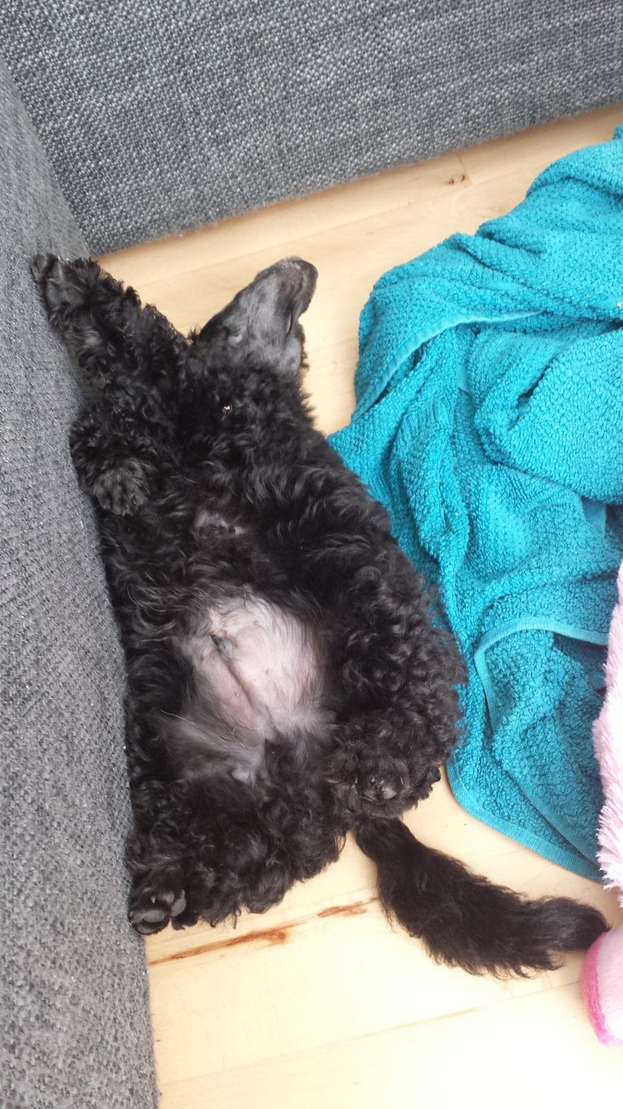 Toypuddel Aton´s Fluffy Cuba billede 20