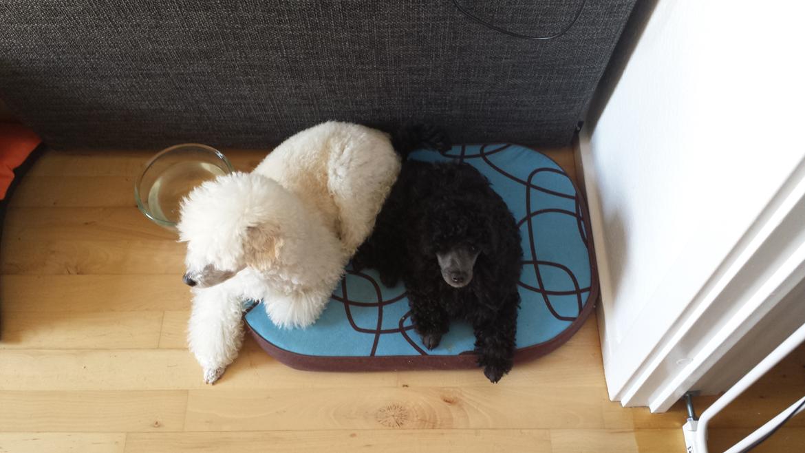 Toypuddel Aton´s Fluffy Cuba billede 21