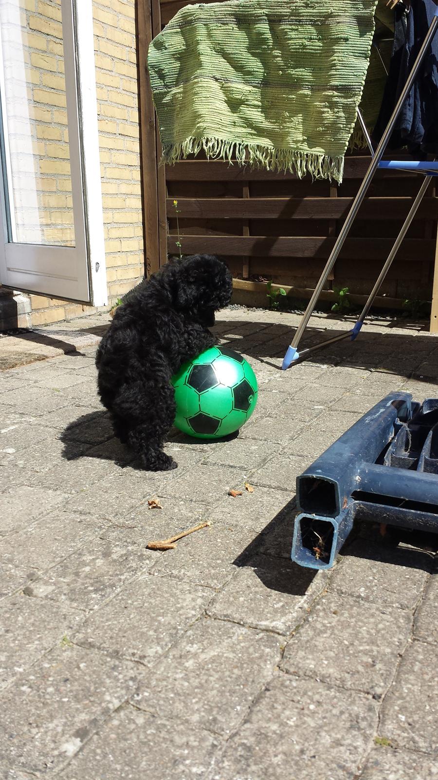 Toypuddel Aton´s Fluffy Cuba billede 22