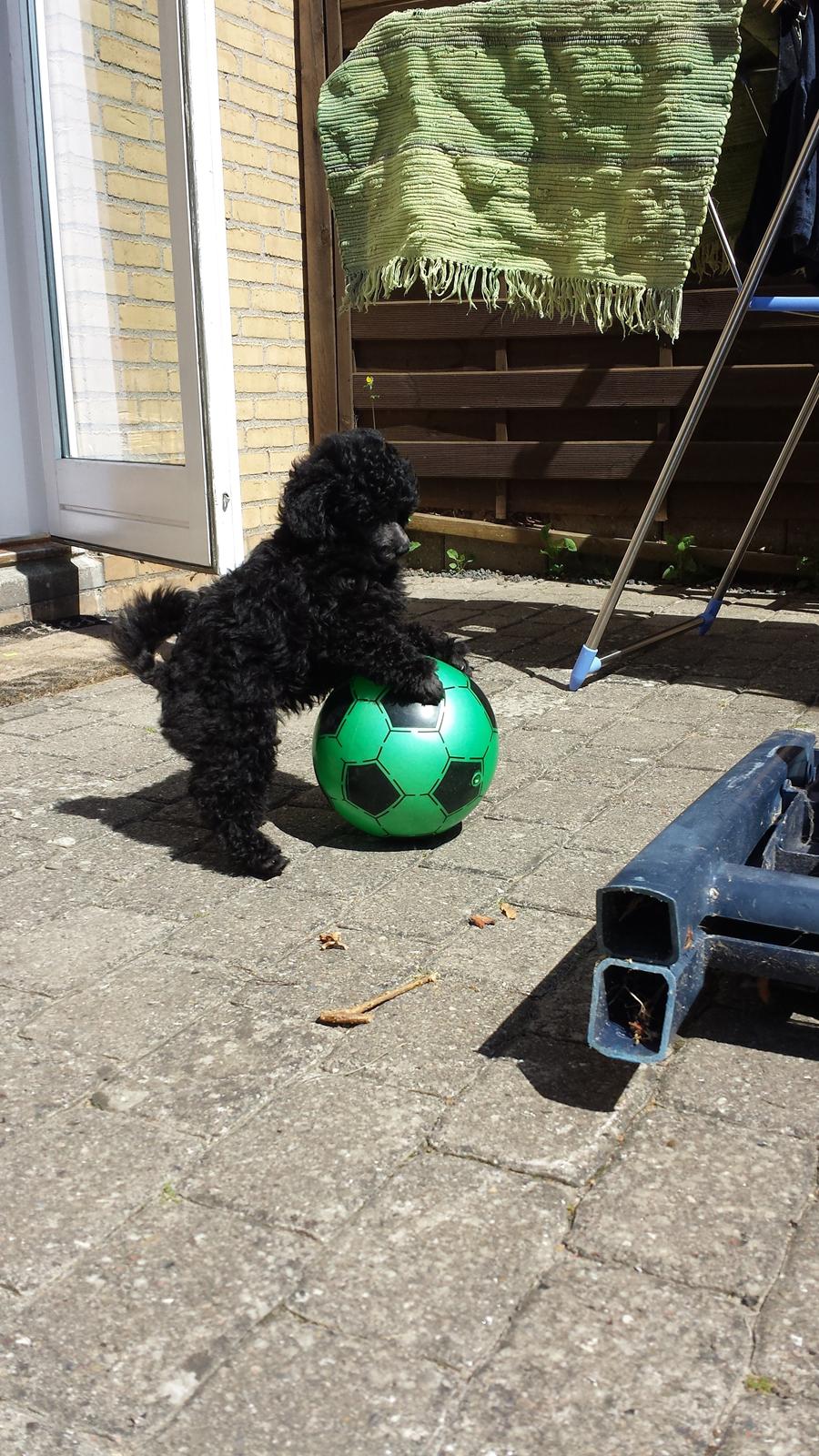 Toypuddel Aton´s Fluffy Cuba billede 23