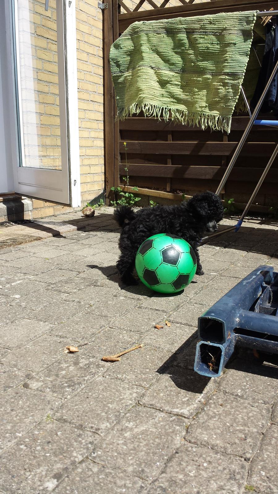 Toypuddel Aton´s Fluffy Cuba billede 24