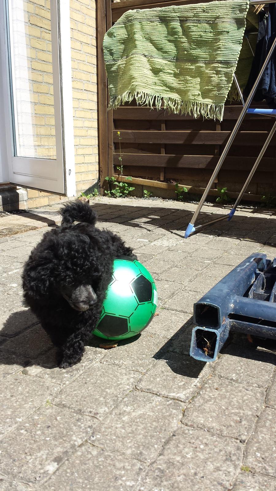 Toypuddel Aton´s Fluffy Cuba billede 25