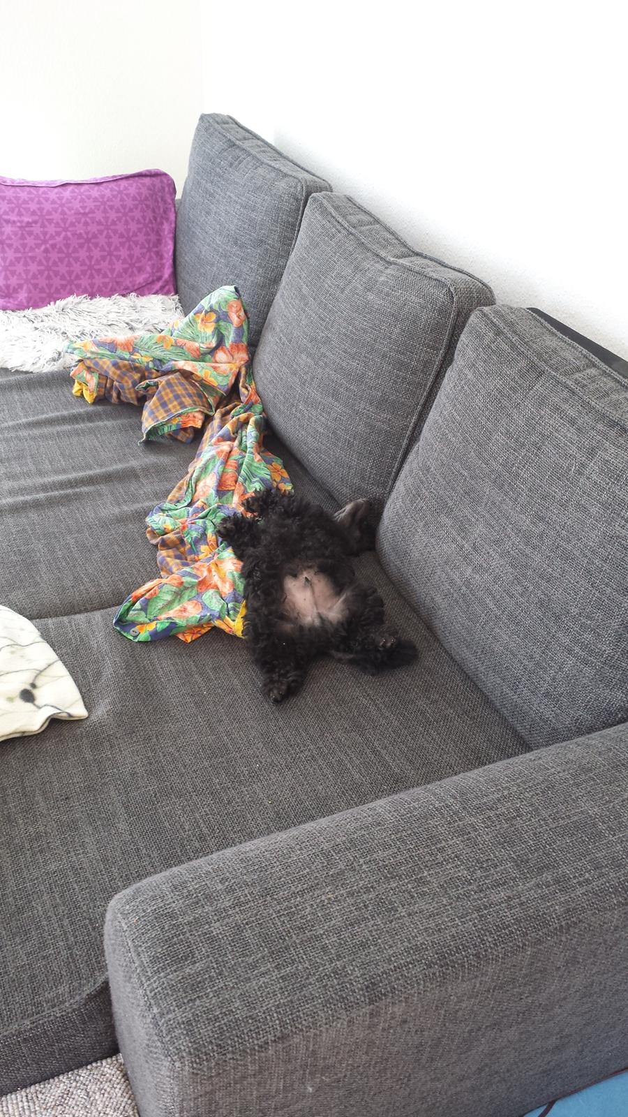 Toypuddel Aton´s Fluffy Cuba billede 26