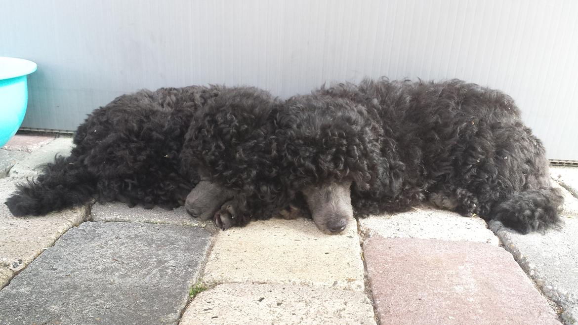 Toypuddel Aton´s Fluffy Cuba billede 27