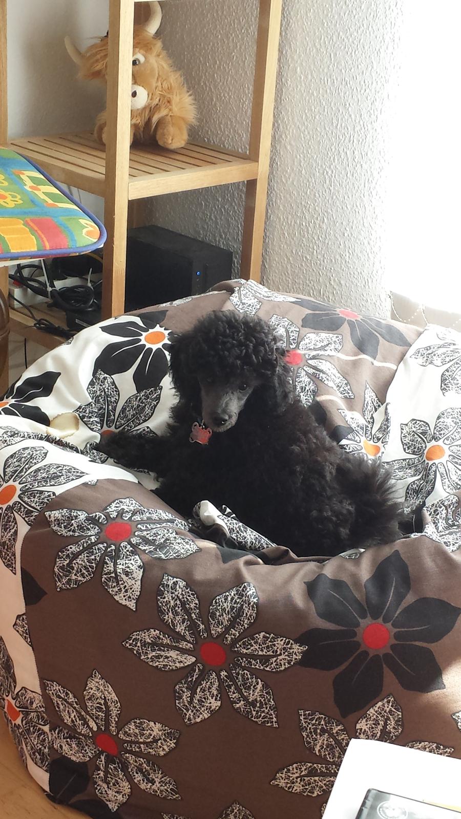 Toypuddel Aton´s Fluffy Cuba billede 28