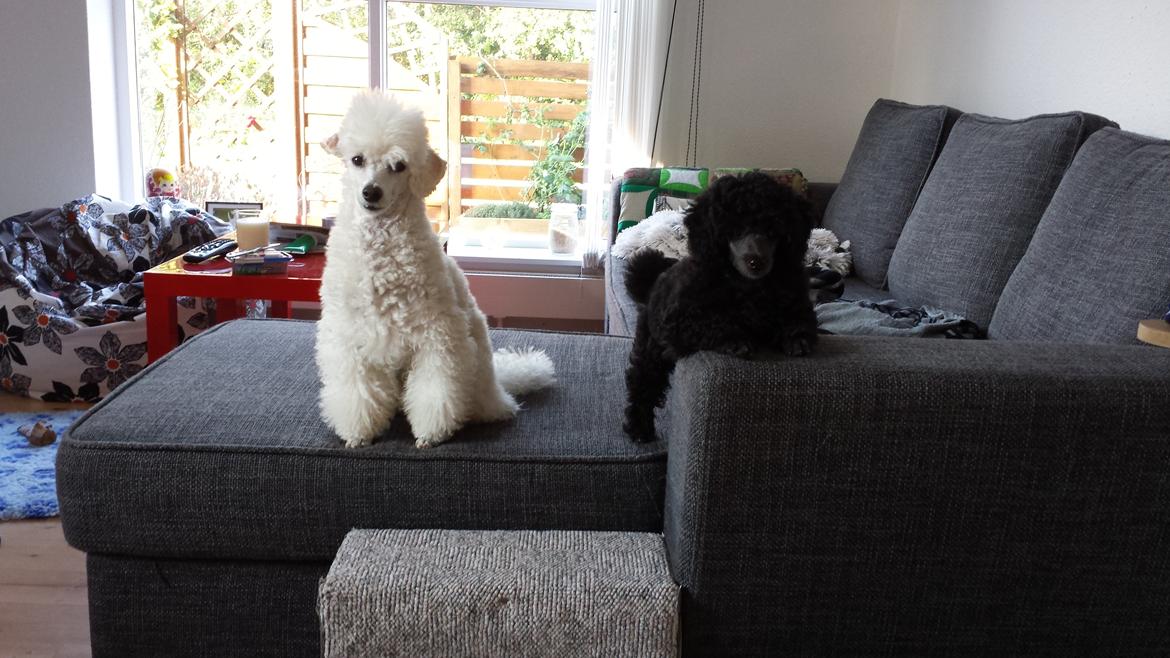 Toypuddel Aton´s Fluffy Cuba billede 18