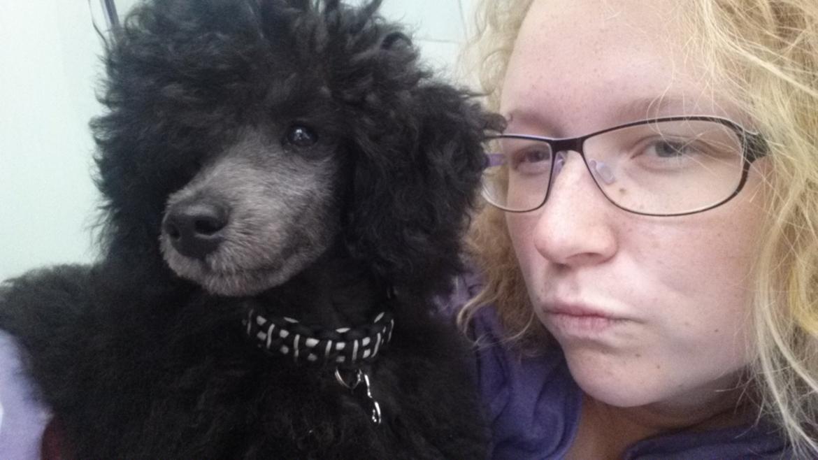 Toypuddel Aton´s Fluffy Cuba billede 30