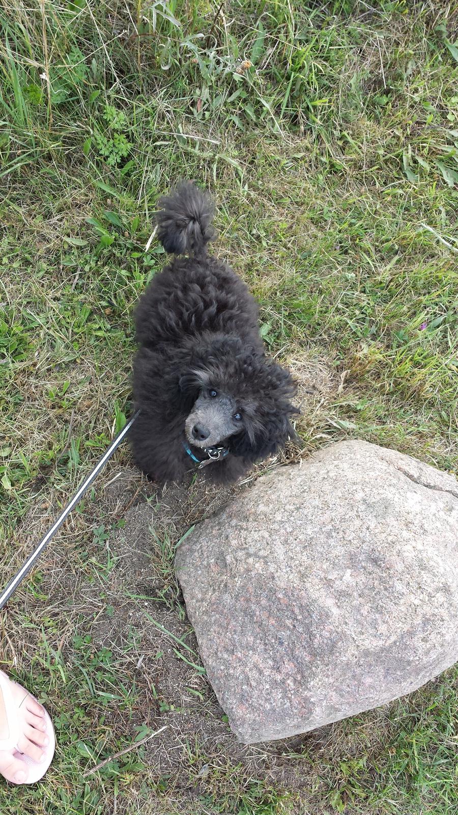 Toypuddel Aton´s Fluffy Cuba billede 31