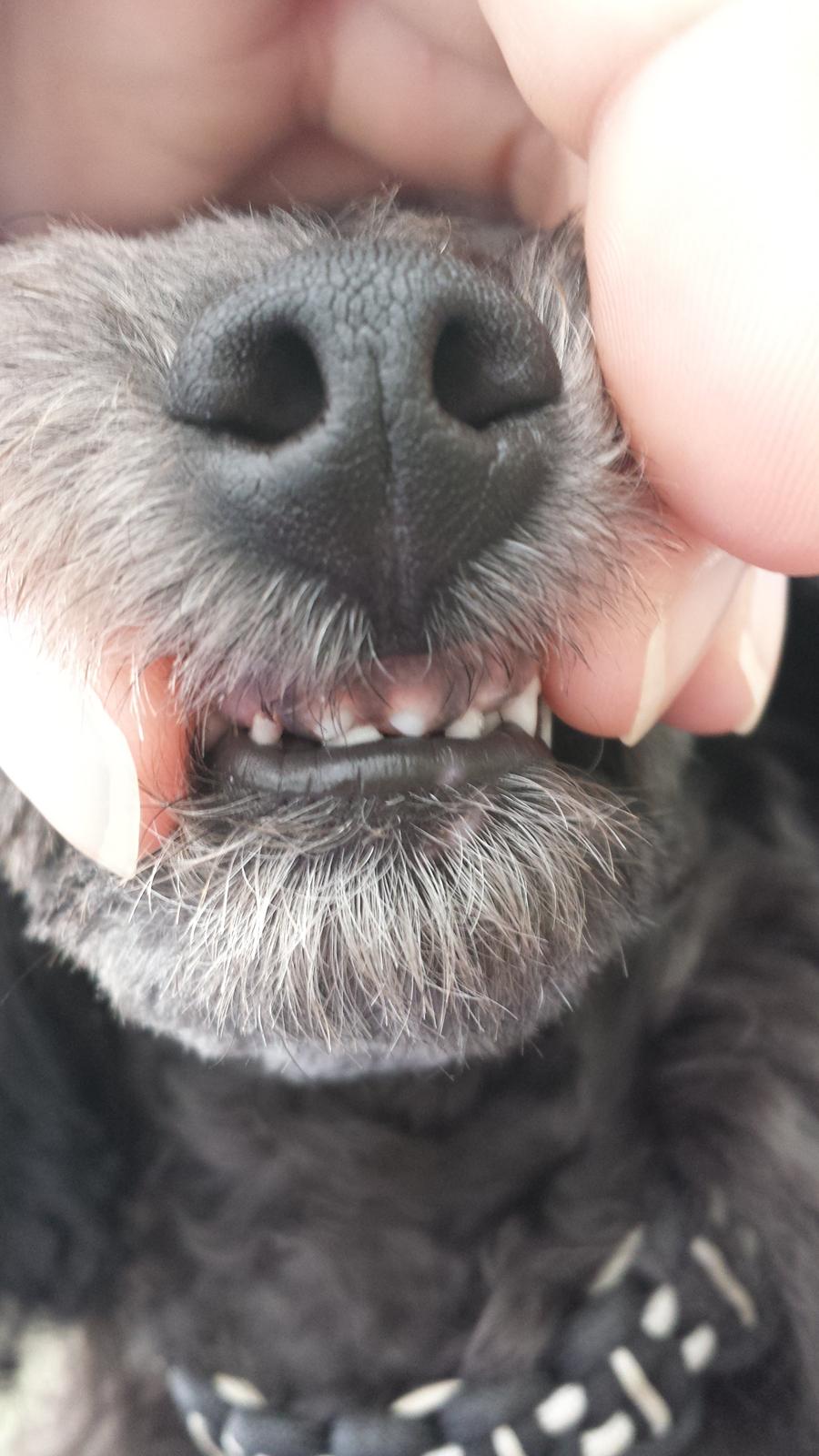 Toypuddel Aton´s Fluffy Cuba billede 32