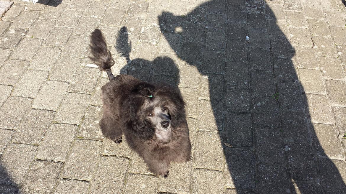 Toypuddel Aton´s Fluffy Cuba billede 33