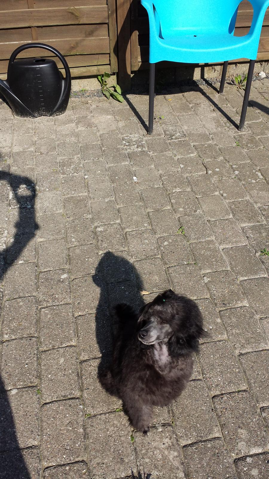 Toypuddel Aton´s Fluffy Cuba billede 34