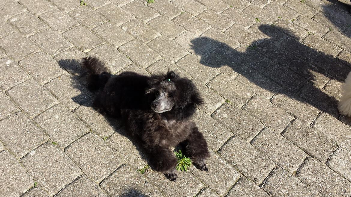 Toypuddel Aton´s Fluffy Cuba billede 35