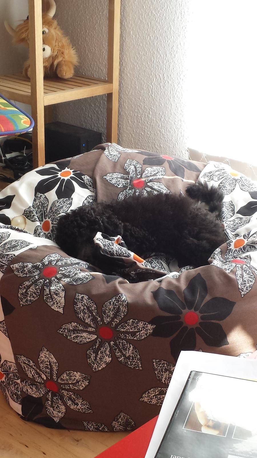 Toypuddel Aton´s Fluffy Cuba billede 29