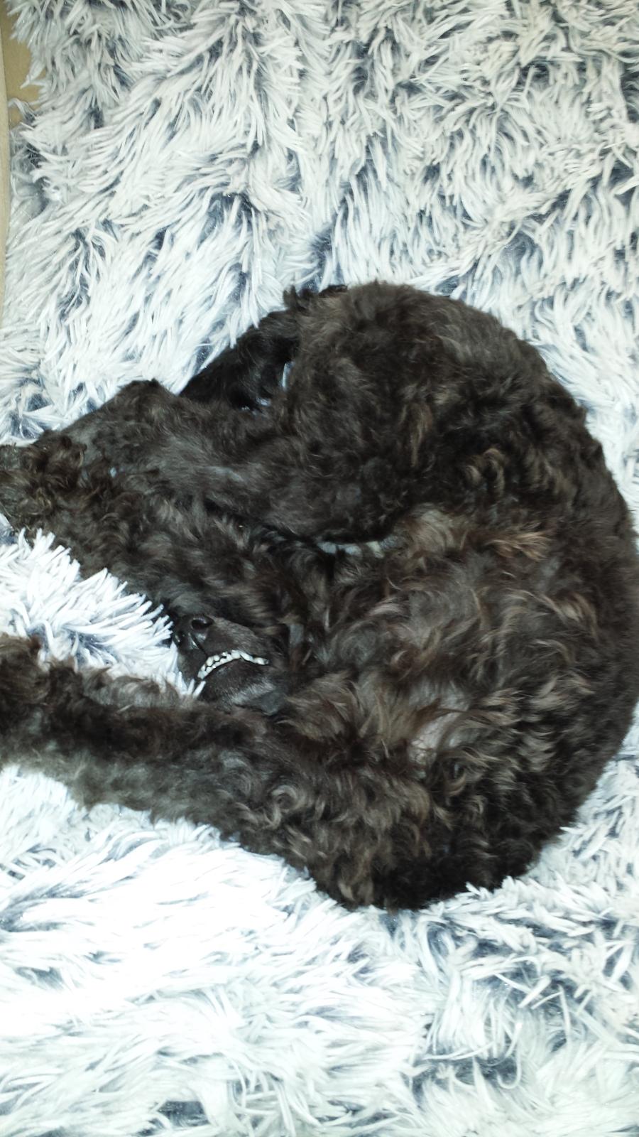 Toypuddel Aton´s Fluffy Cuba billede 37