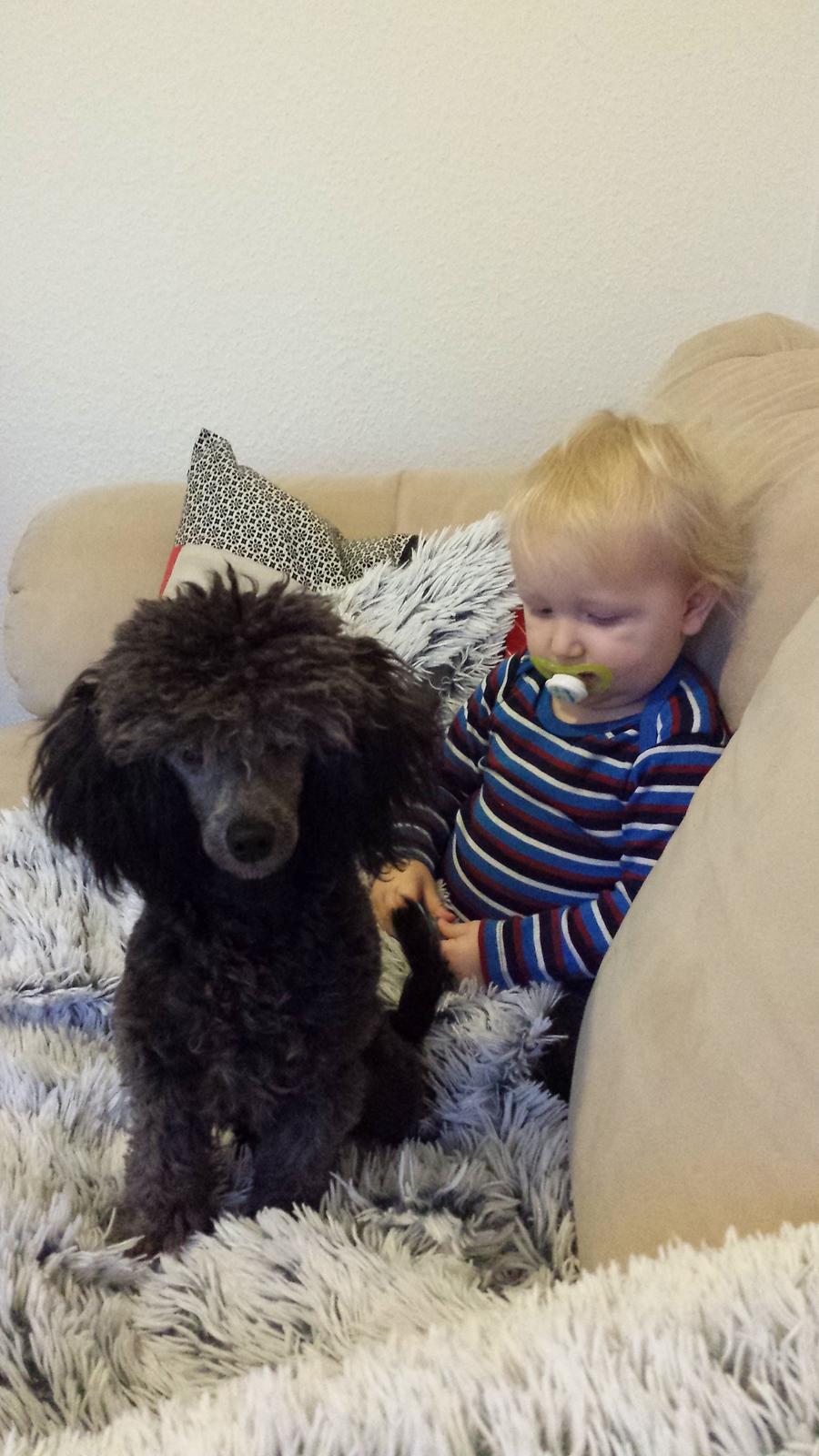 Toypuddel Aton´s Fluffy Cuba billede 38