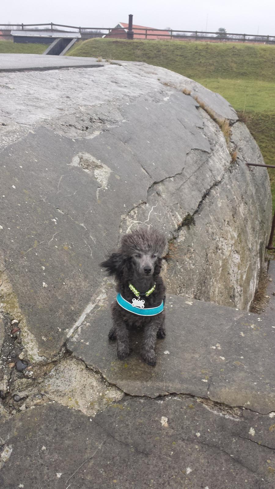 Toypuddel Aton´s Fluffy Cuba billede 39