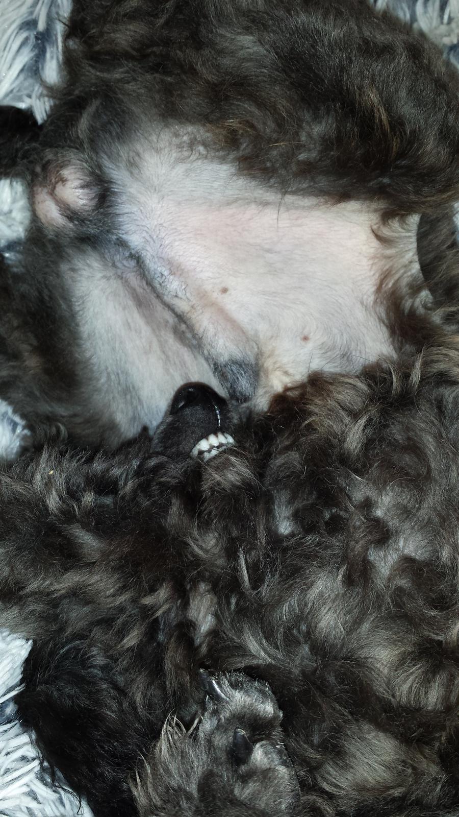 Toypuddel Aton´s Fluffy Cuba billede 36