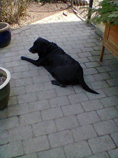 Labrador retriever †.R.I.P June.† 31-01-2014 billede 27