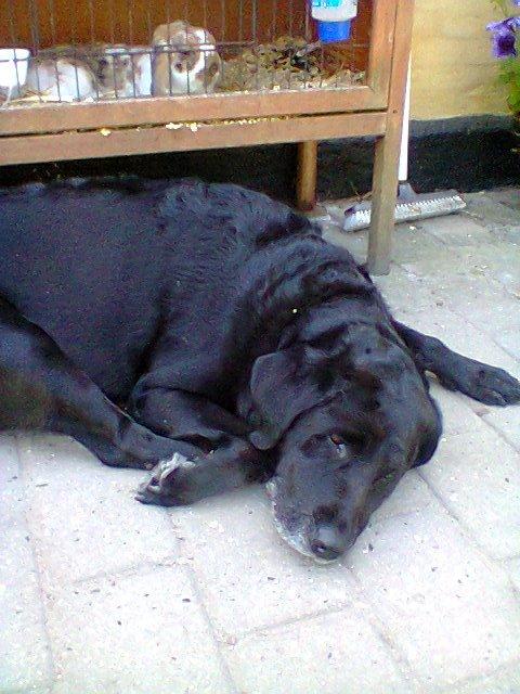 Labrador retriever †.R.I.P June.† 31-01-2014 billede 28