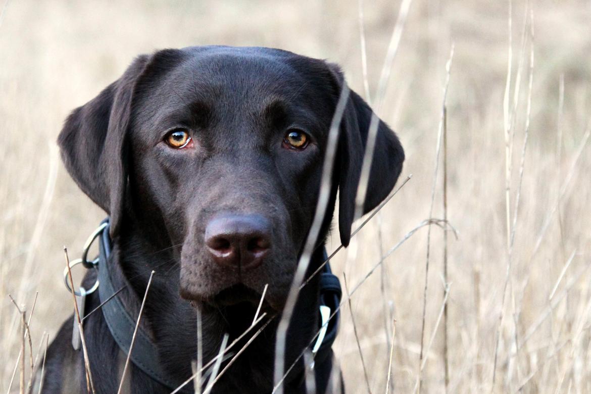 Labrador retriever Fella AKA Floppen billede 25