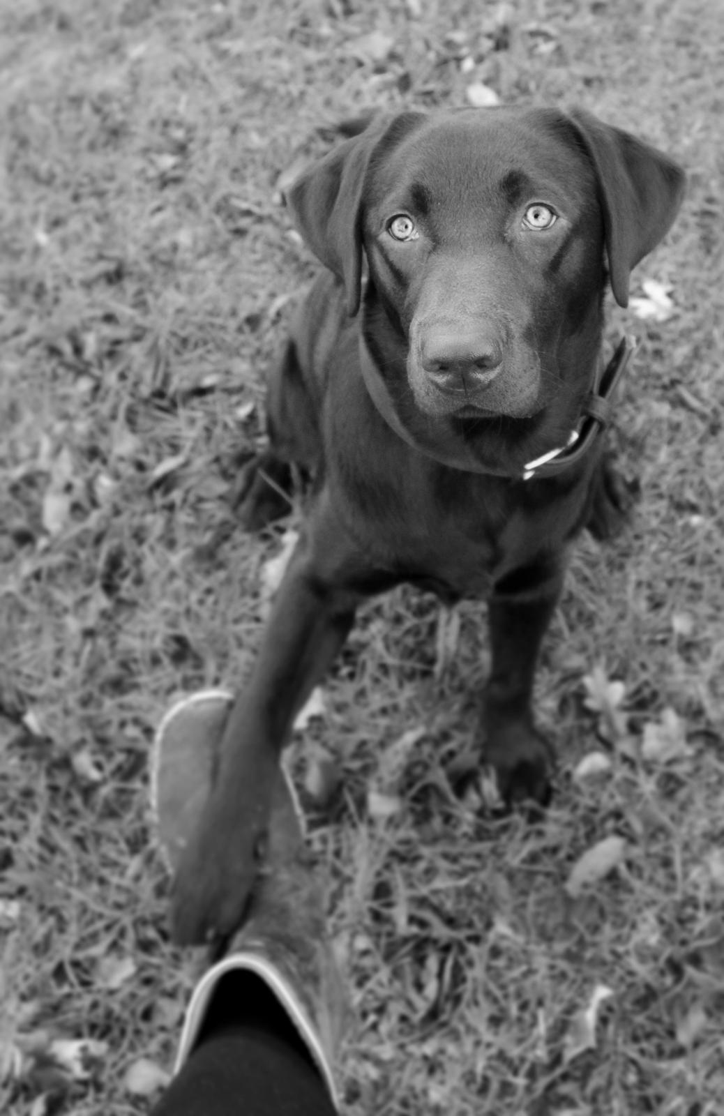 Labrador retriever Fella AKA Floppen - Giv pote 8 måneder gammel 2015 billede 27