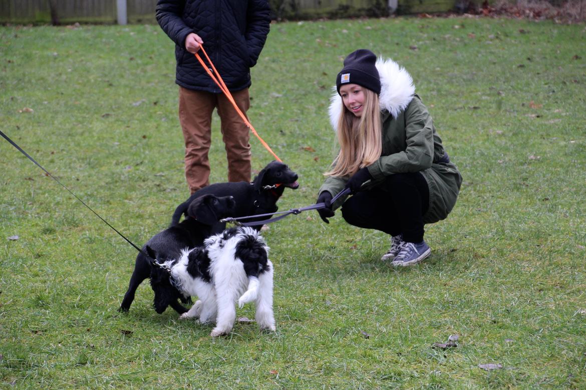 Labrador retriever Fomel 1, Nala - Hendes første hundetræning :-) billede 8