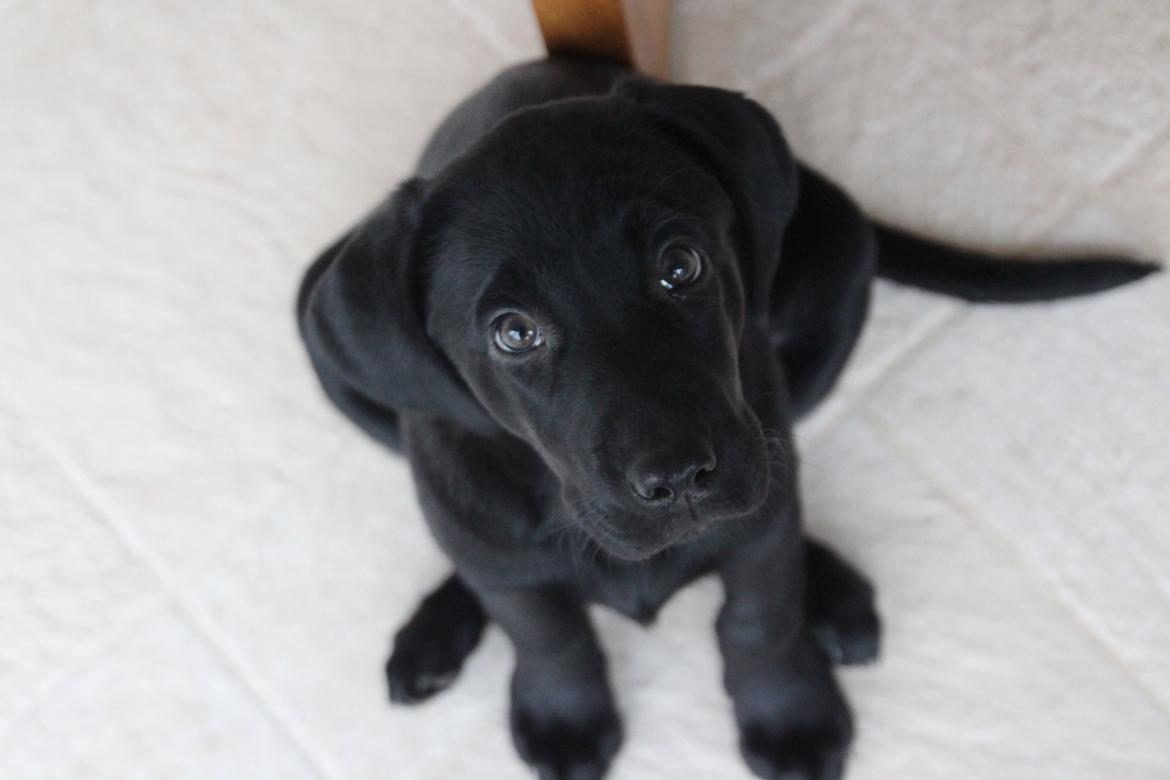 Labrador retriever Fomel 1, Nala billede 3