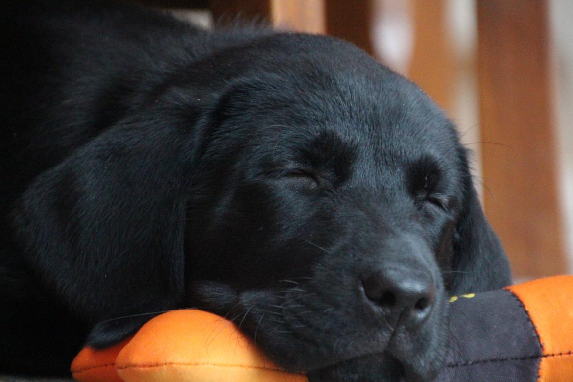 Labrador retriever Fomel 1, Nala billede 9