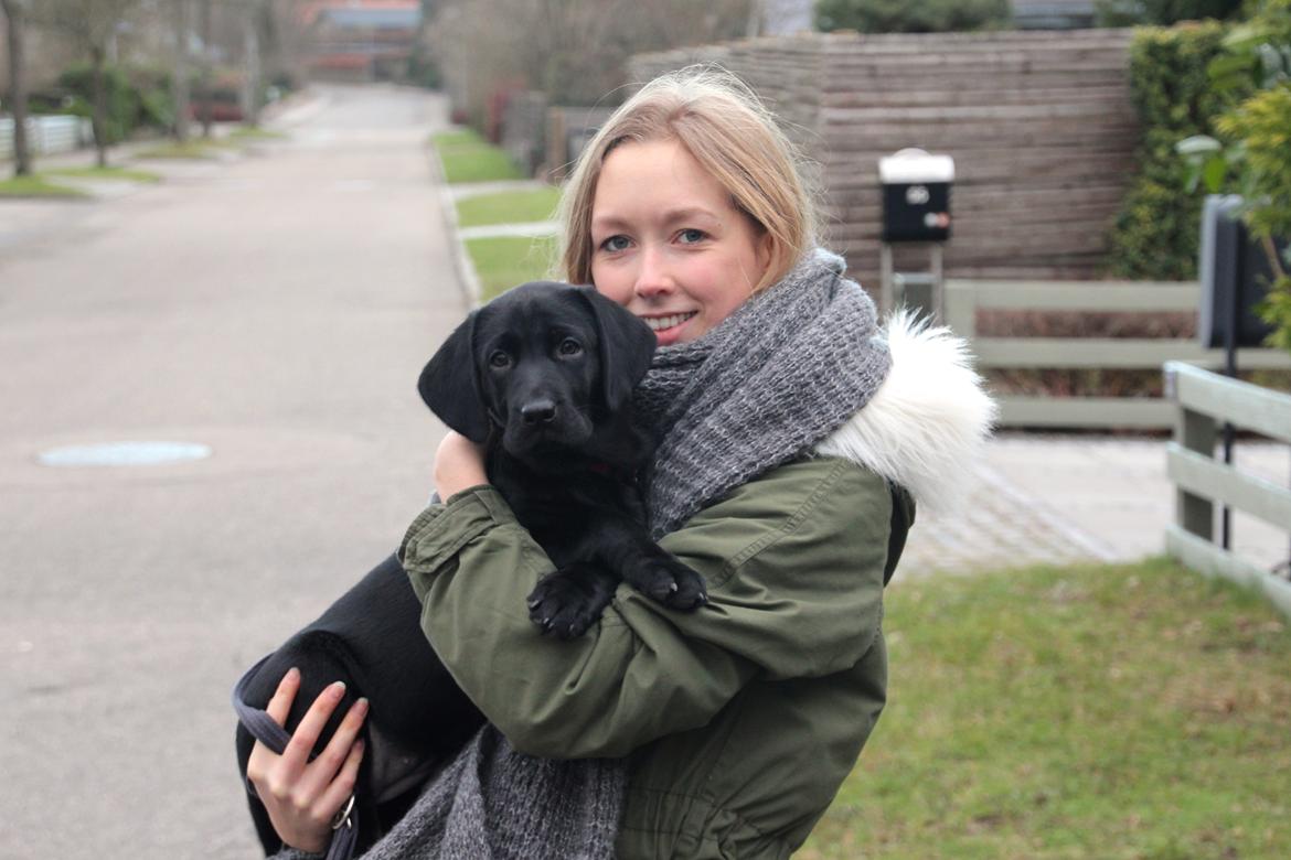 Labrador retriever Fomel 1, Nala - Jeg elsker det lille væsen <3 billede 1