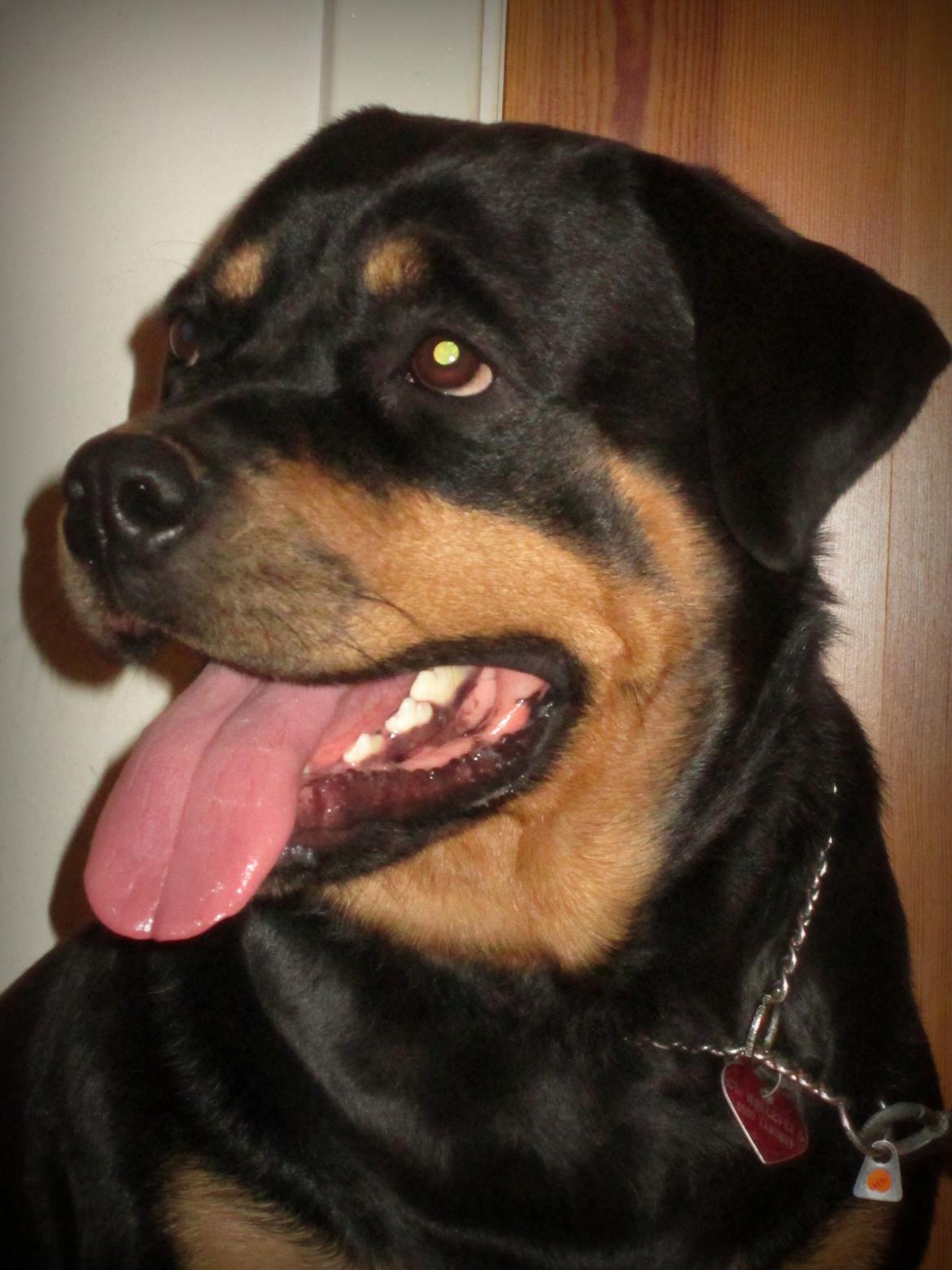 Rottweiler Kia billede 21