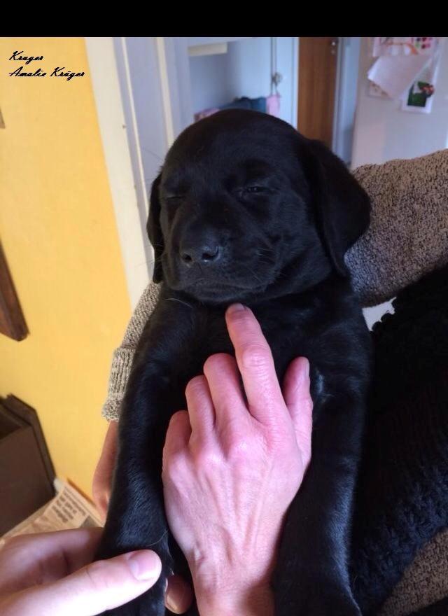 Labrador retriever Kenzo billede 1