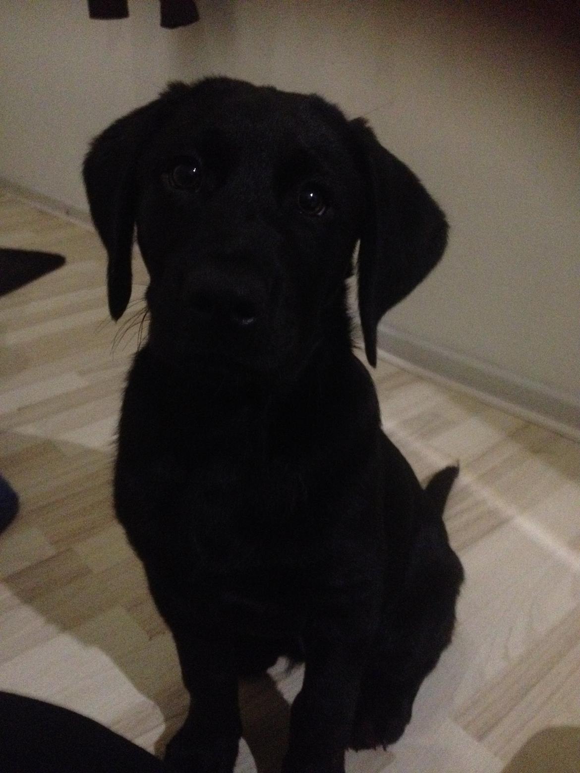 Labrador retriever Kenzo billede 2