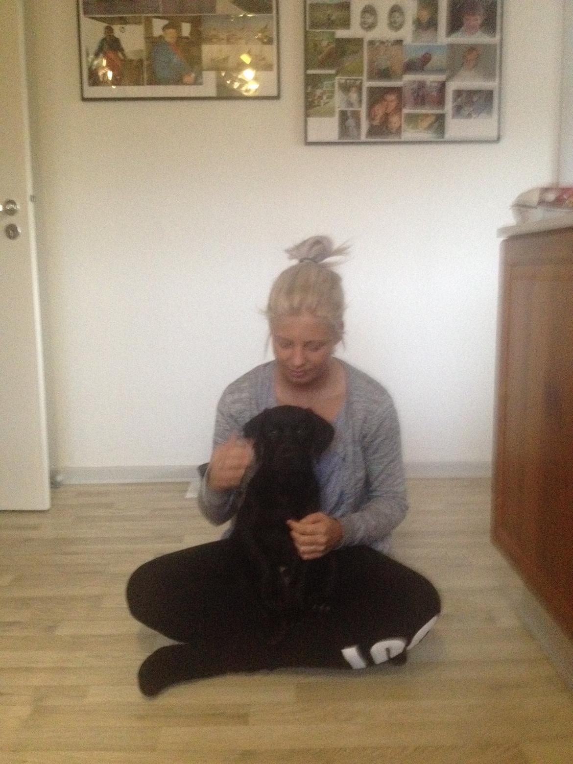 Labrador retriever Kenzo billede 3