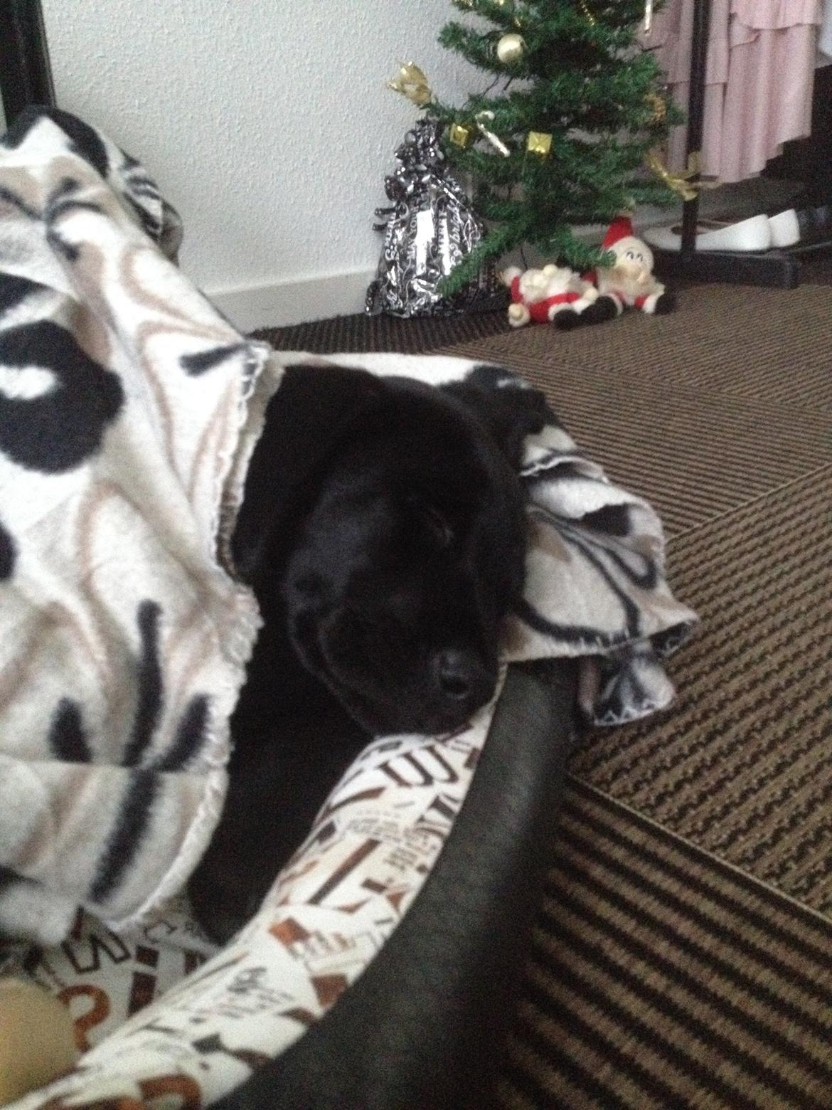 Labrador retriever Kenzo billede 4