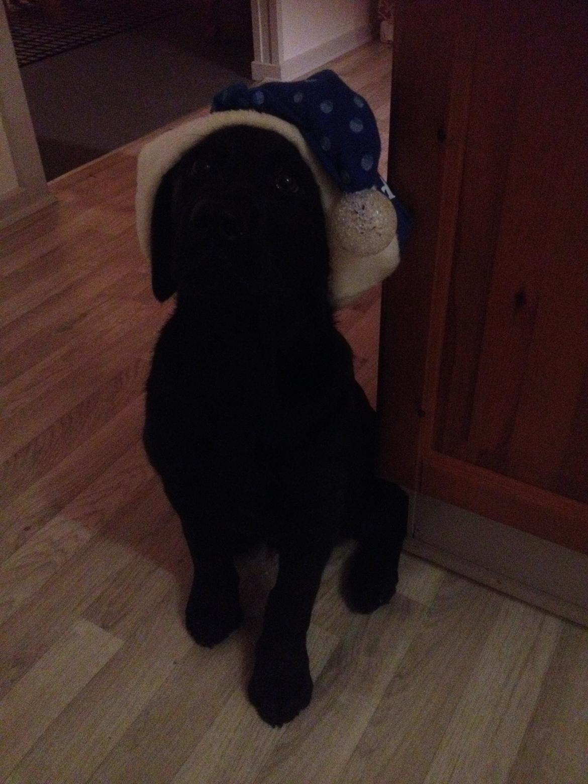 Labrador retriever Kenzo billede 5