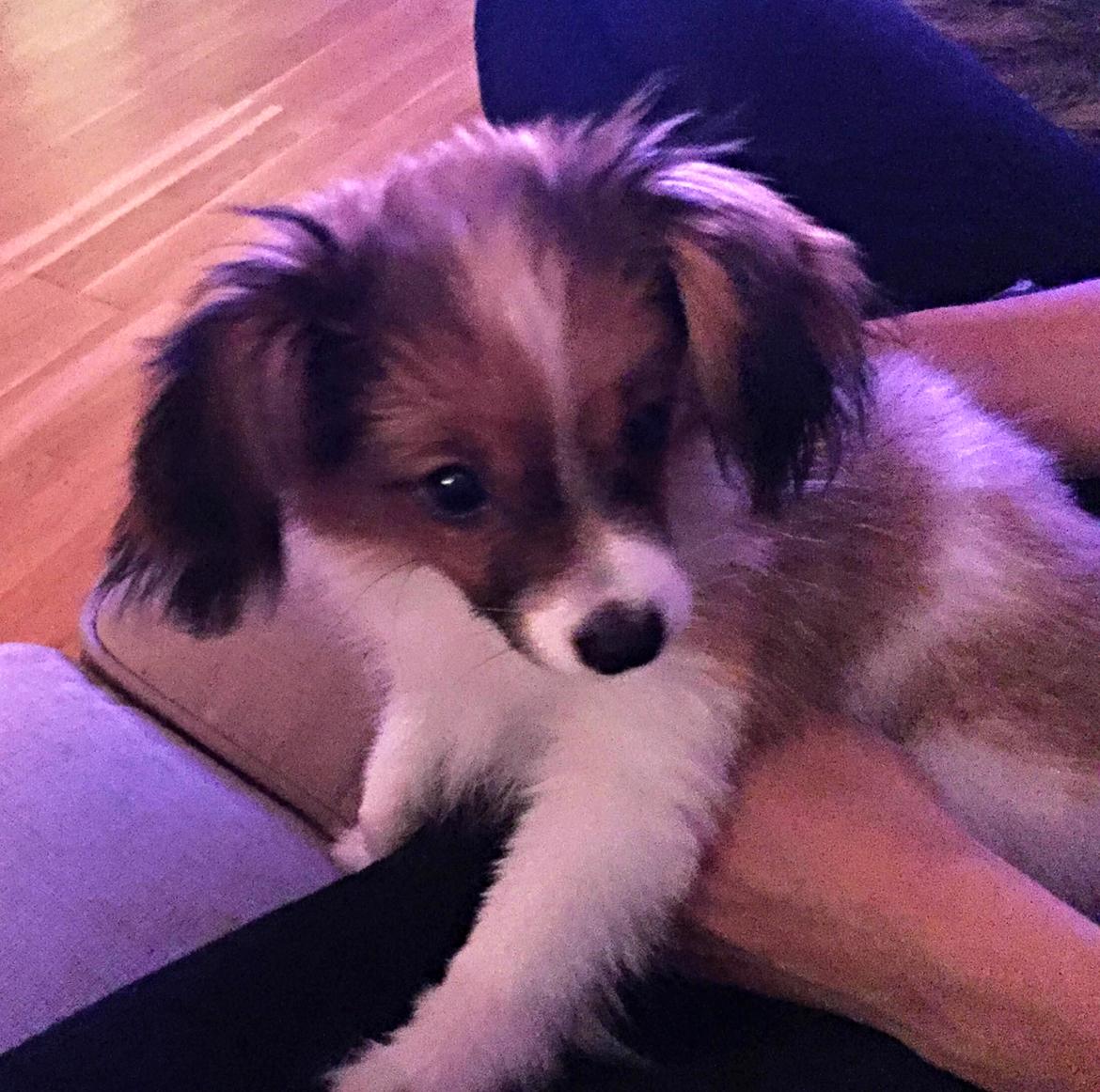 Phalene Choko billede 9