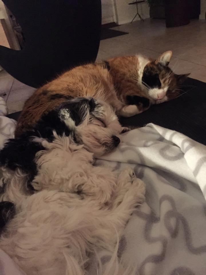 Blanding af racer Mia - Sover sammen med vores kat, Fie billede 12