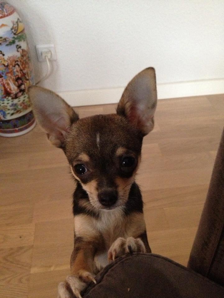 Chihuahua Balou billede 5