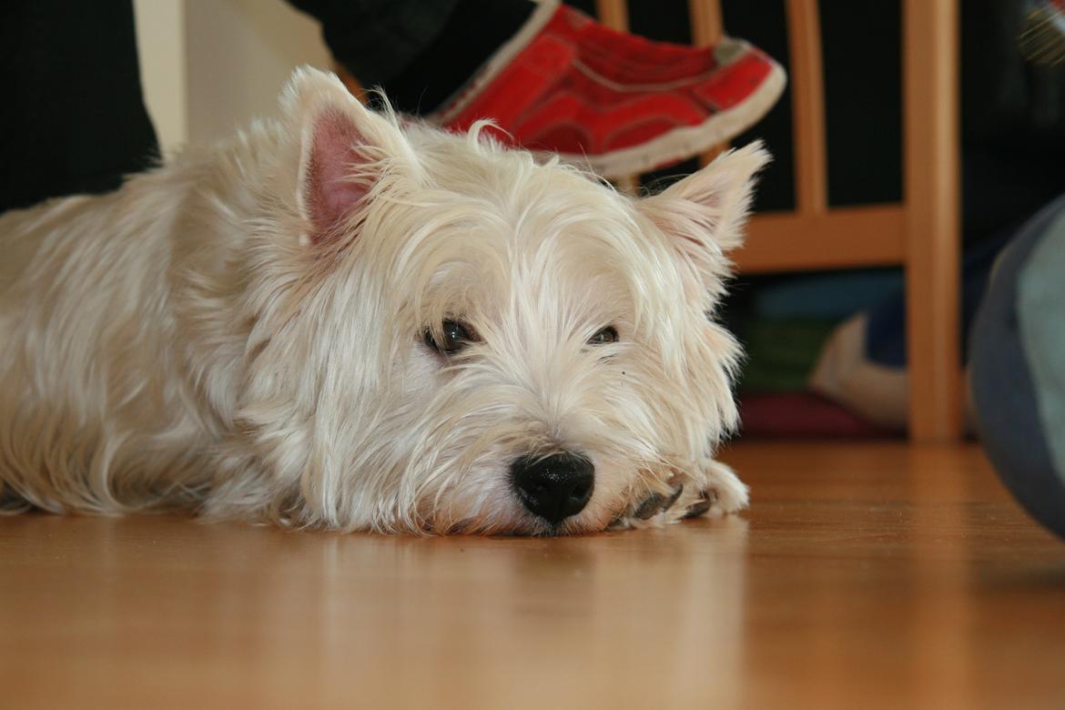 West highland white terrier Sodemarken's Lucky Luke billede 23