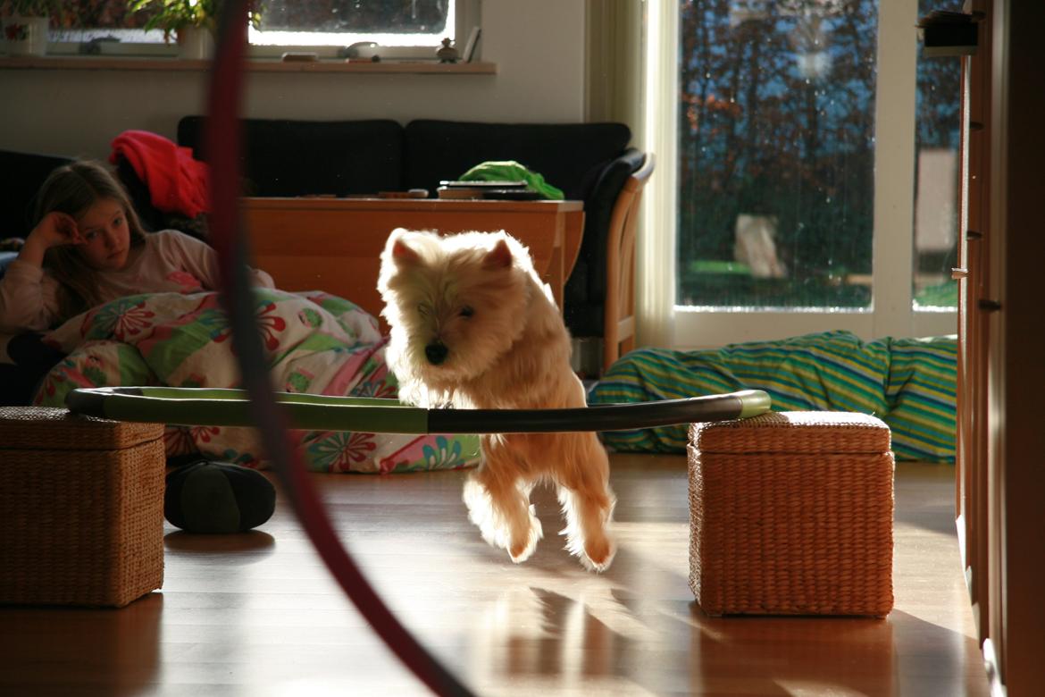 West highland white terrier Sodemarken's Lucky Luke billede 24