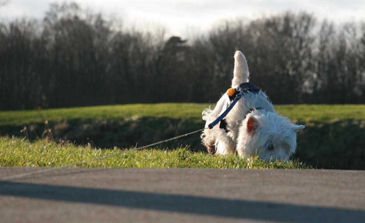 West highland white terrier Sodemarken's Lucky Luke billede 25