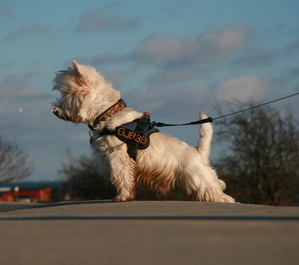 West highland white terrier Sodemarken's Lucky Luke billede 26