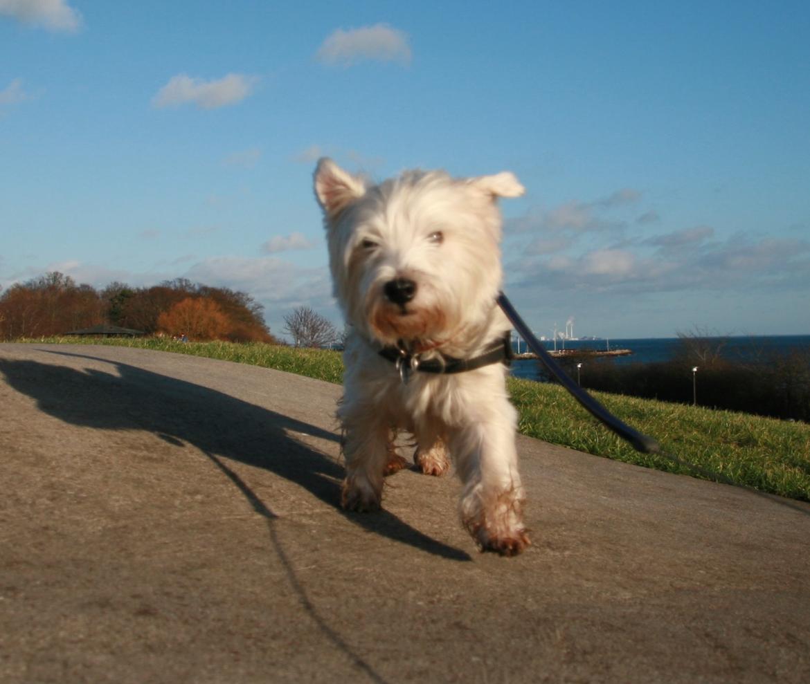 West highland white terrier Sodemarken's Lucky Luke - Alle kan have en dårlig øre dag:)))) billede 27