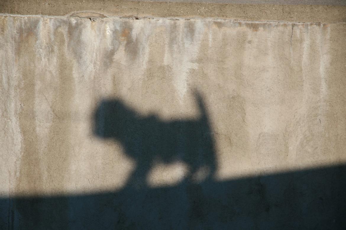 West highland white terrier Sodemarken's Lucky Luke billede 28