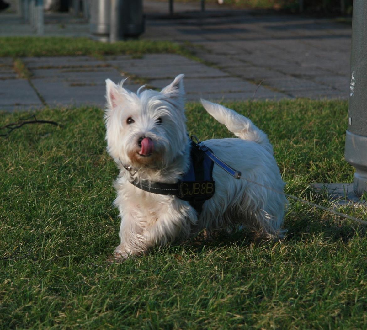 West highland white terrier Sodemarken's Lucky Luke billede 29