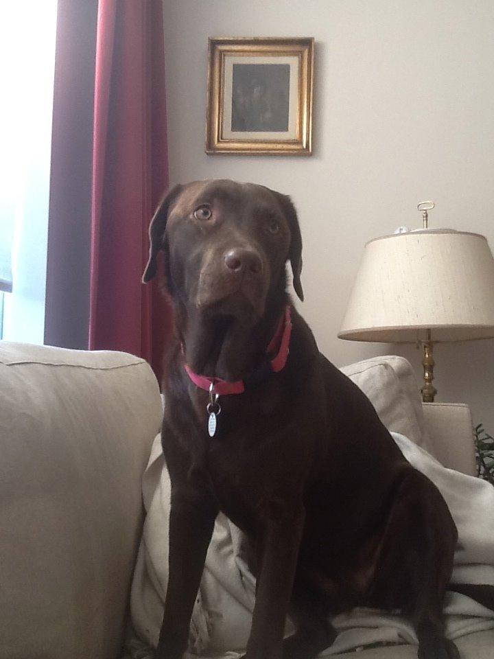 Labrador retriever Molli - Divaen Molli billede 1