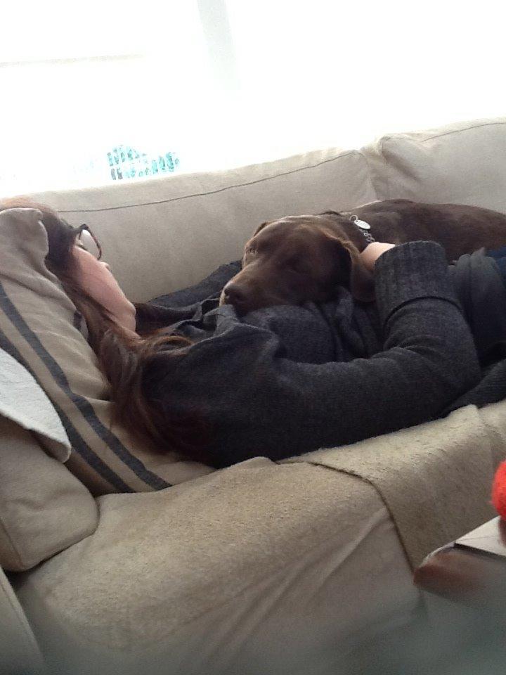 Labrador retriever Molli - Mor og Molli skraver på sofaen billede 2