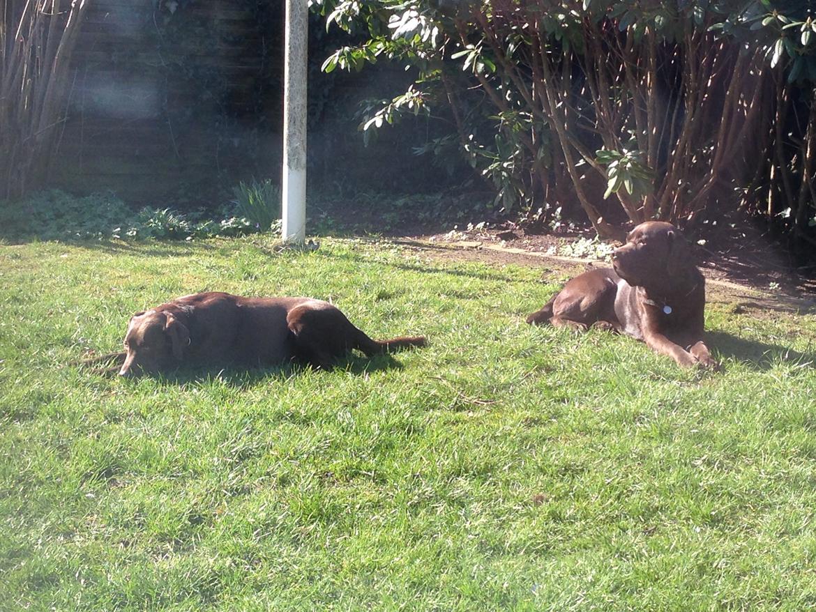 Labrador retriever Molli - Hundene i haven billede 3