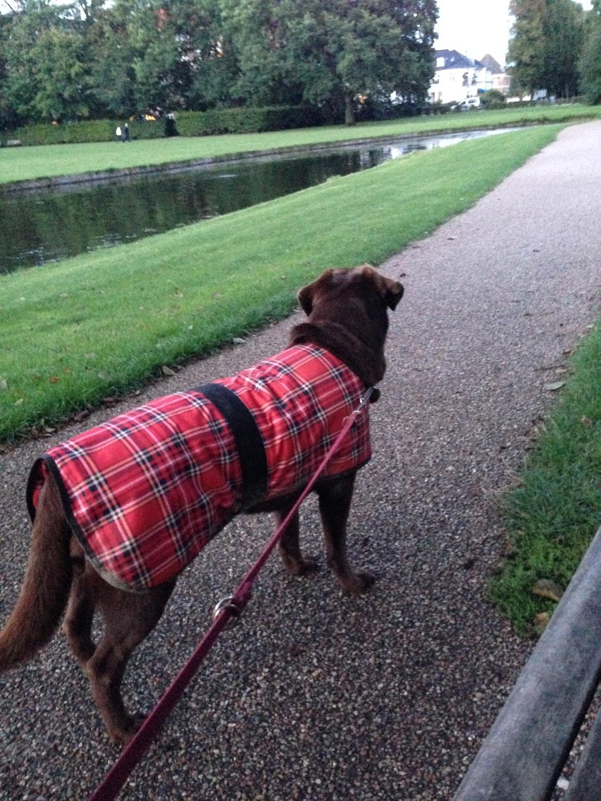 Labrador retriever Molli - Molli på tur i sit varme dækken billede 4