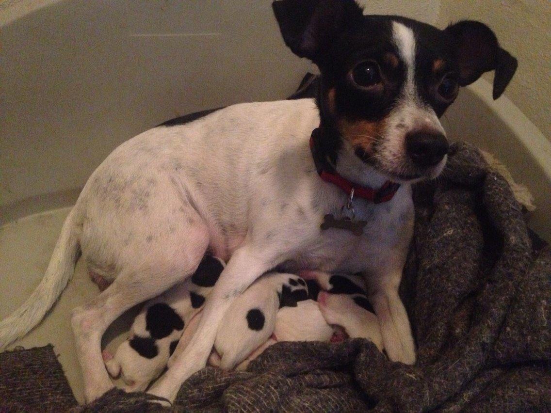 Dansk svensk gaardhund Bella billede 18